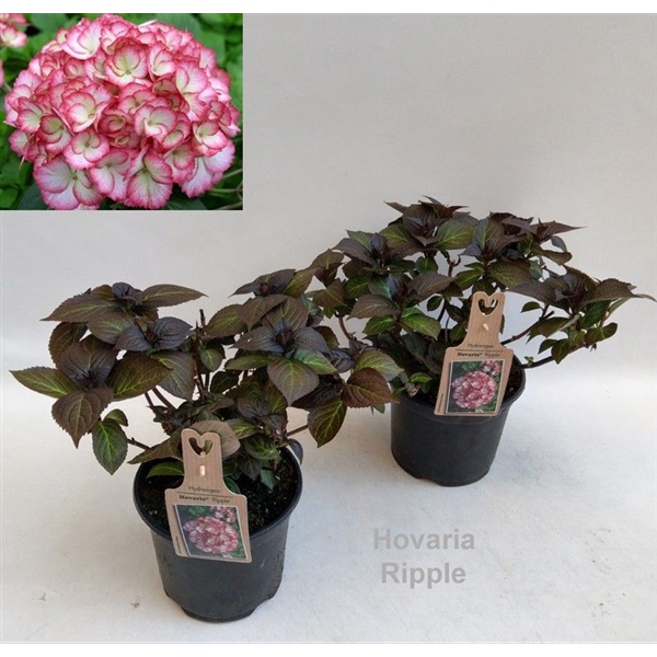 <h4>Hydrangea Hovaria Ripple Garden 19cm</h4>