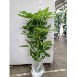 Schefflera actin. 'Amate'