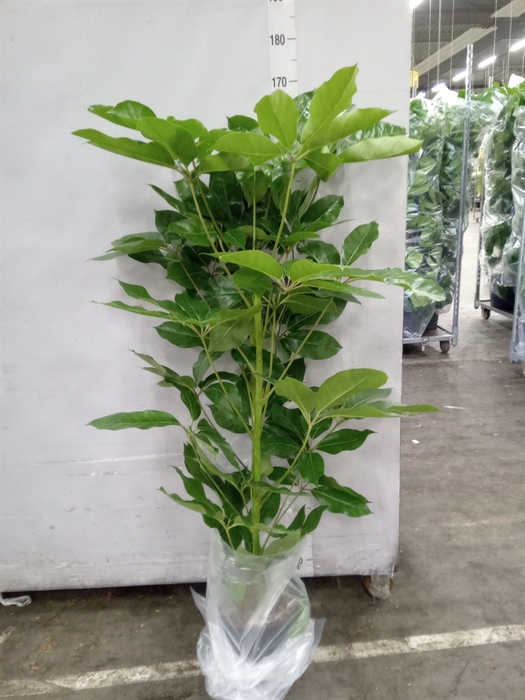 <h4>Schefflera actin. 'Amate'</h4>