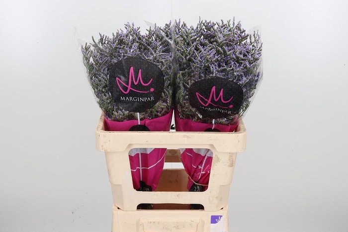 <h4>Lim Ov Skylight</h4>