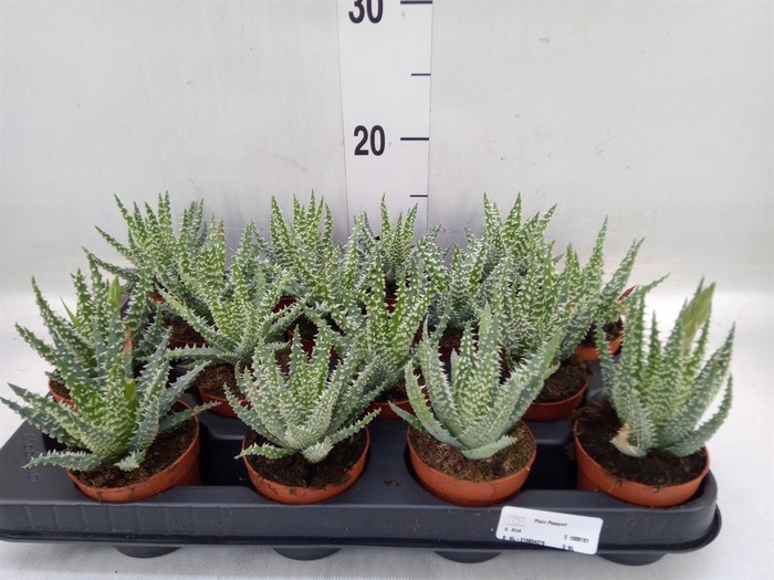 <h4>Aloe humilis</h4>
