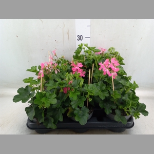 Pelargonium pelt. 'Balkon Roze'
