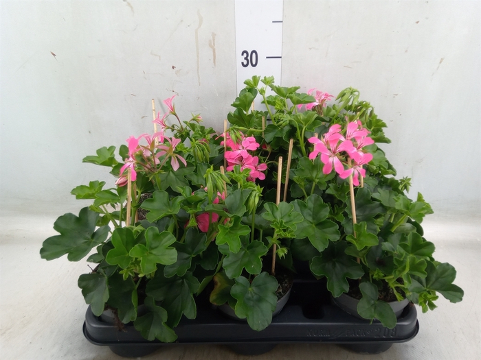 <h4>Pelargonium pelt. 'Balkon Roze'</h4>