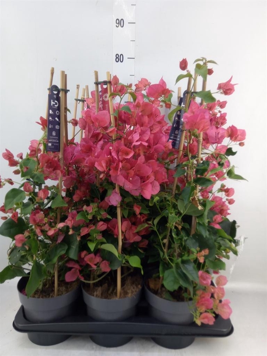 <h4>Bougainvillea   ...</h4>