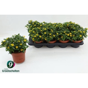SANV PROCUMBENS