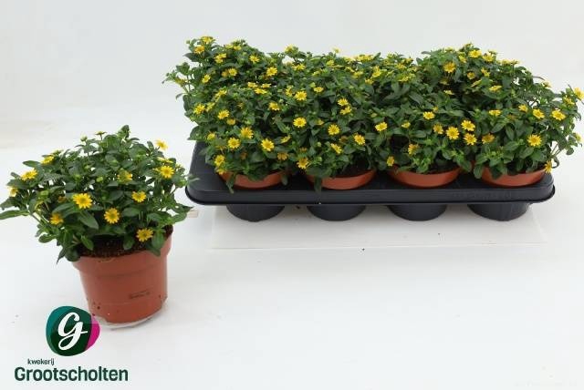 <h4>SANV PROCUMBENS</h4>