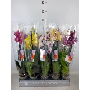 Phalaenopsis   ...mix  5