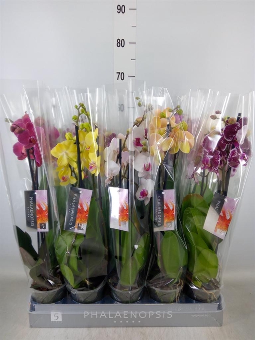<h4>Phalaenopsis   ...mix  5</h4>