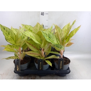 Aglaonema   ...