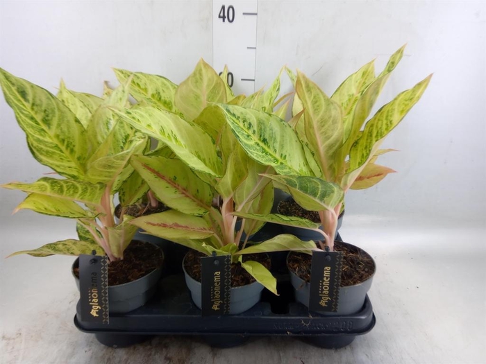 <h4>Aglaonema   ...</h4>