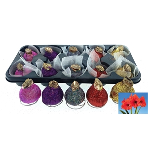 BLOEMBOL HIPPEASTRUM