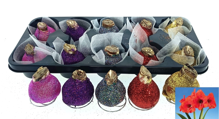 <h4>BLOEMBOL HIPPEASTRUM</h4>