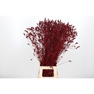 Sanquisorba Kl Bh Bordeaux