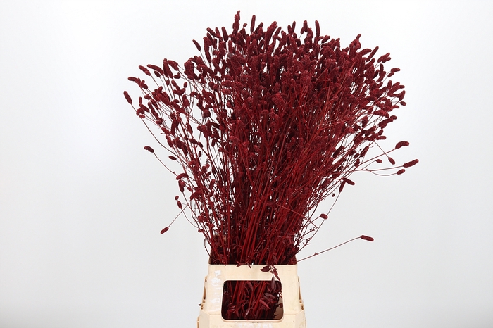 <h4>Sanquisorba Kl Bh Bordeaux</h4>