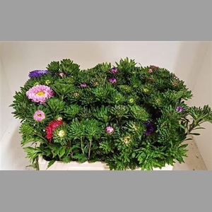 Callis Gemengd Per Bos 60 Cm