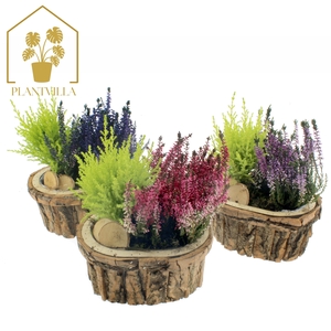 ARR TUINPLANTEN