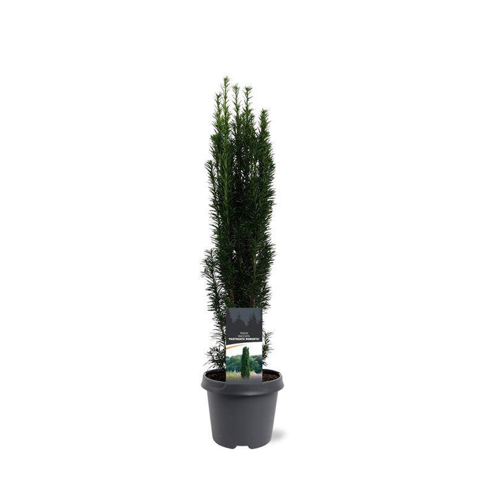 <h4>Taxus baccata 'Fastigiata Robusta'</h4>