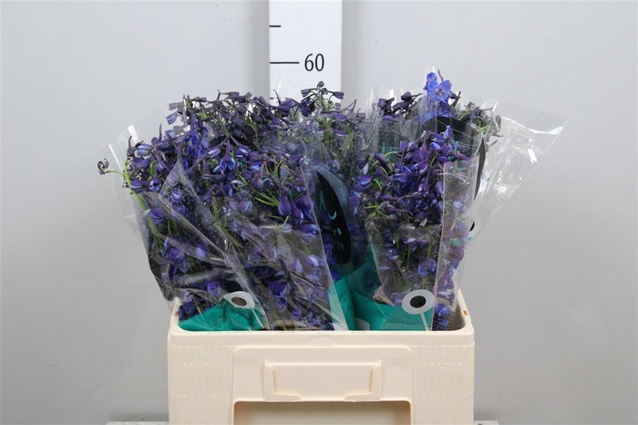 <h4>Delph En Donna</h4>