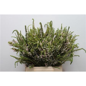 Kaaps Erica Prince Of Wales