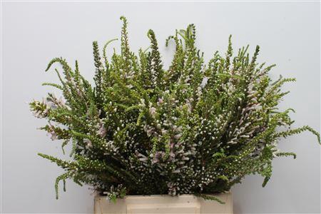 <h4>Kaaps Erica Prince Of Wales</h4>