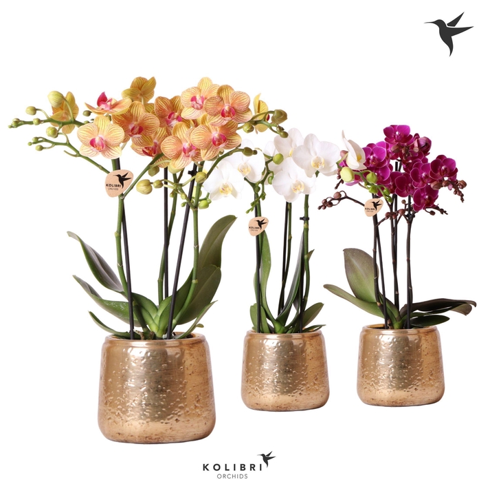 <h4>Kolibri Orchids Phalaenopsis mix 3 spike in Luxury pot gold</h4>