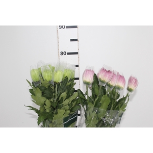 ANASTASIA VARIADA 080 CM VARIADA