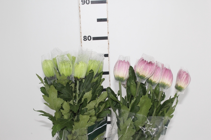 <h4>ANASTASIA VARIADA 080 CM VARIADA</h4>