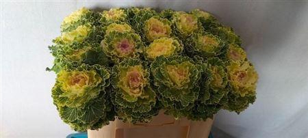 <h4>Brass White Lady</h4>