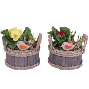 Early Spring Arr. Outdoor Wooden Pot Waterhyacint Rim Ø19cm 2PP