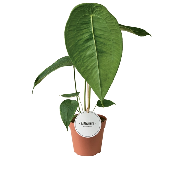 <h4>Anthurium Peltigerum</h4>
