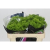 Dianthus Br Kiwi Mellow