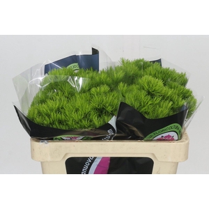 Dianthus Br Kiwi Mellow