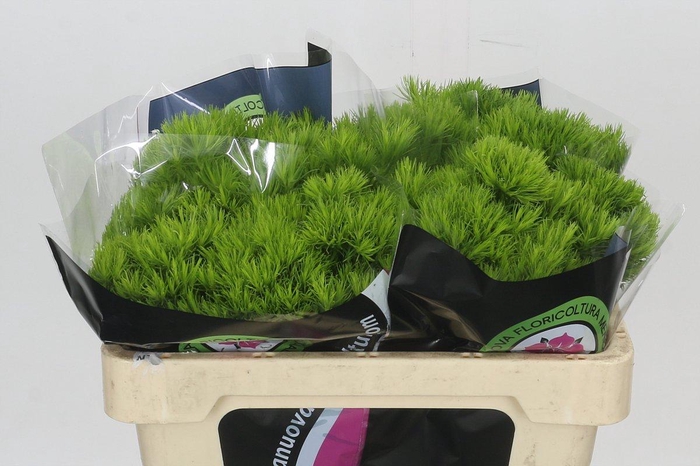 <h4>Dianthus Br Kiwi Mellow</h4>