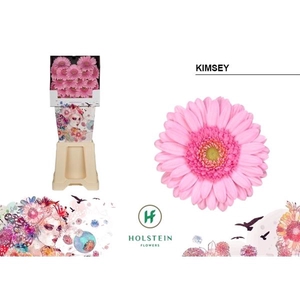 Ge Mi Kimsey - Holstein