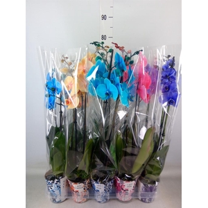 Phalaenopsis   ...