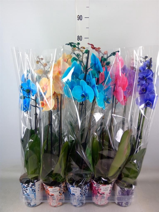 <h4>Phalaenopsis   ...</h4>