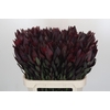 Leucadendron Saf Sunset Dark R.