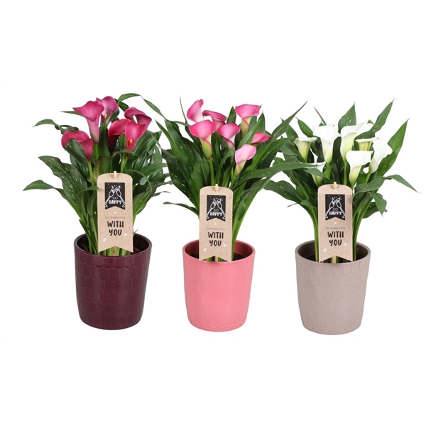 <h4>Zantedeschia gemengd Calla mix in Tico keramiek</h4>