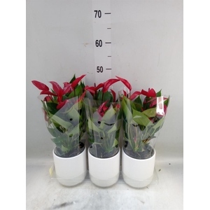 Anthurium  'Karma White'