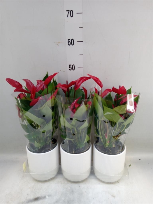 <h4>Anthurium  'Karma White'</h4>