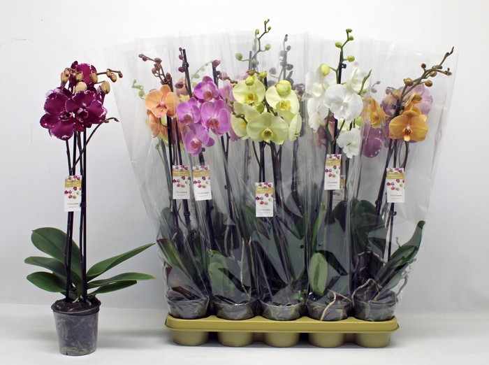 <h4>PHAL GEM 10 KL</h4>