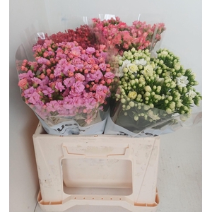 PROMO Kalanchoe gemengd in emmer