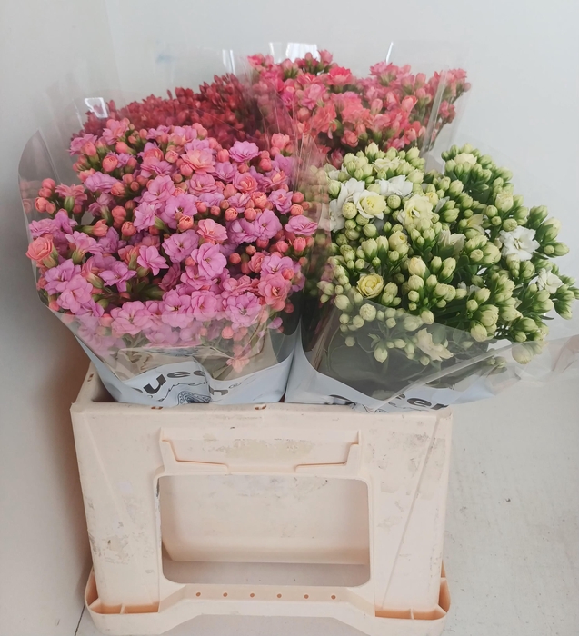 <h4>PROMO Kalanchoe gemengd in emmer</h4>