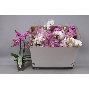 PHAL MF GEM 5 KL