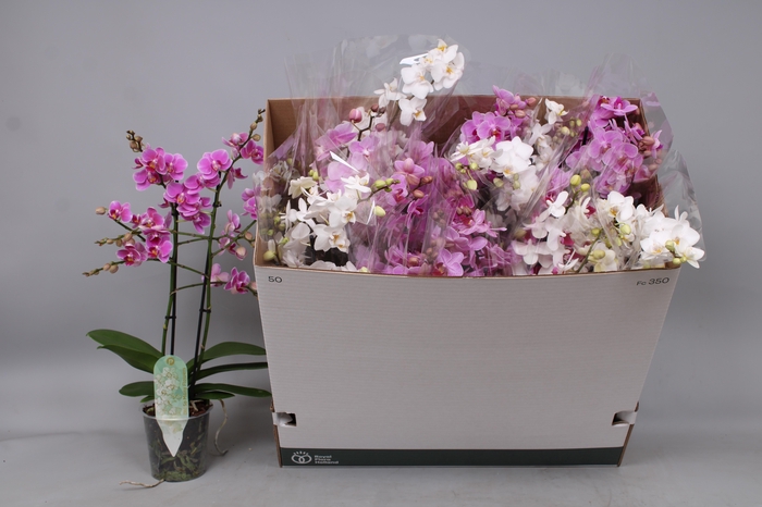 <h4>PHAL MF GEM 5 KL</h4>
