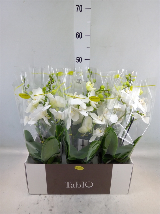 <h4>Phalaenopsis   ...white</h4>