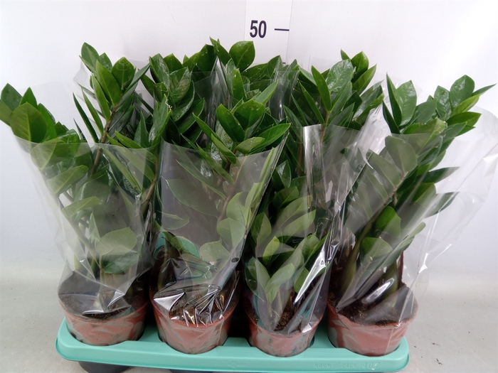 <h4>Zamioculcas zamiifolia</h4>