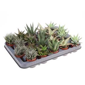 Aloe Overig mini Hawothia-Aloe mix XL, AL5003