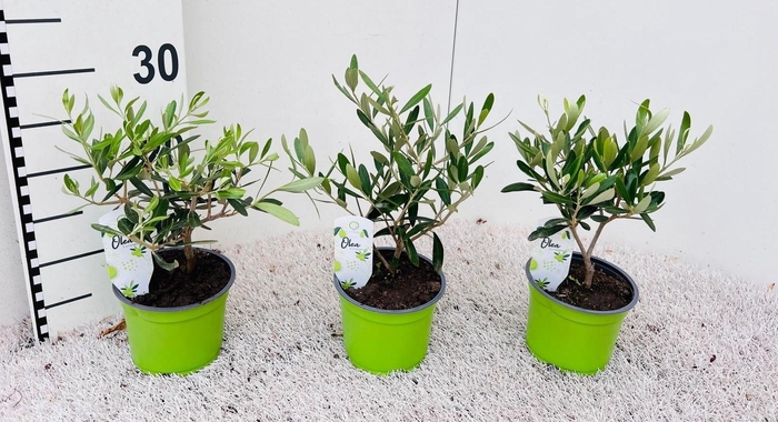 <h4>Olea europaea mini-stem</h4>