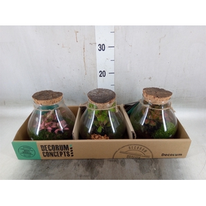 Arr.   Kamerplant Groen H%